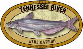 Tennessee River Blue Catfish