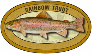 Rainbow Trout sticker custom design