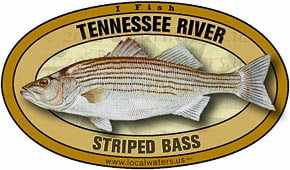 Tennessee River Striped Bass