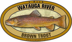 Watauga River Brown Trout