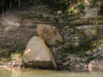 Buffalo River Float Trip by Kayak and Canoe a goat on the bluff