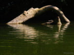 Buffalo River Float Trip this river is full of turtles!