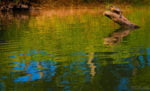Buffalo River Float Trip by Kayak Turtle at Crazy Horse Canoe Rental Camp Memorial Day 2013