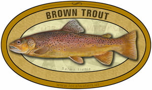 Brown Trout sticker custom design