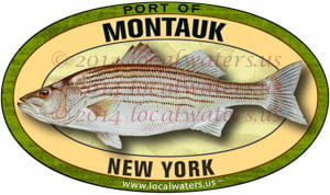 Port of Montauk New York Striped bass