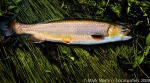 Autumn Brook Trout colored up for spawning,
