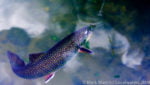 Brook Trout Caney Fork River