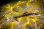 A well camouflaged brook trout takes a fly on the Caney Fork River