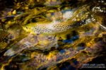 A Brown Trout puts up a fight near Sebowisha on the Caney Fork River