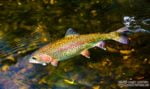 A 19" rainbow trout in the Caney Fork River