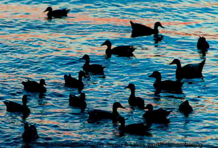 Old Hickory Lake sunset ducks
