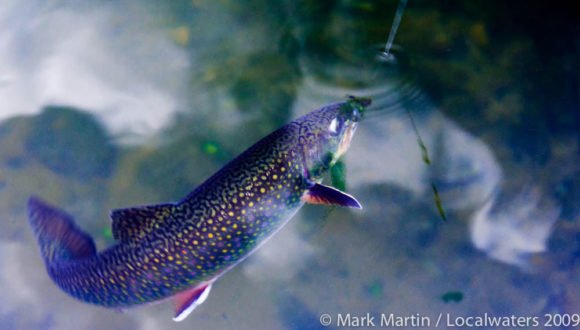 The Caney Fork of the Cumberland River Brook Trout