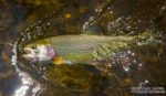 Caney Fork River Rainbow Trout Fly Fishing near Nashville
