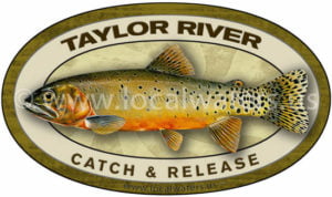 Taylor River Cutthroat Trout Catch and Release