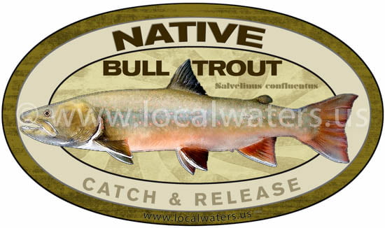 Native Bull Trout Sticker Catch and Release Decal Salvelinus confluentus