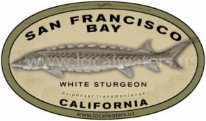 San Francisco Bay Sticker Sturgeon Fishing Decal California