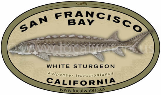 San Francisco Bay Sticker Sturgeon Fishing Decal California