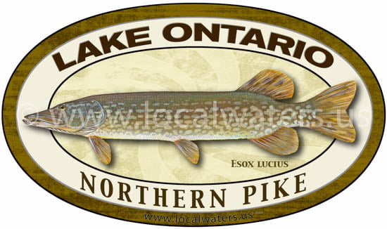 Lake Ontario Northern Pike Sticker Fishing Decal logo