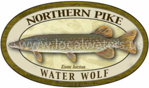 Northern Pike Water Wolf sticker fishing decal logo